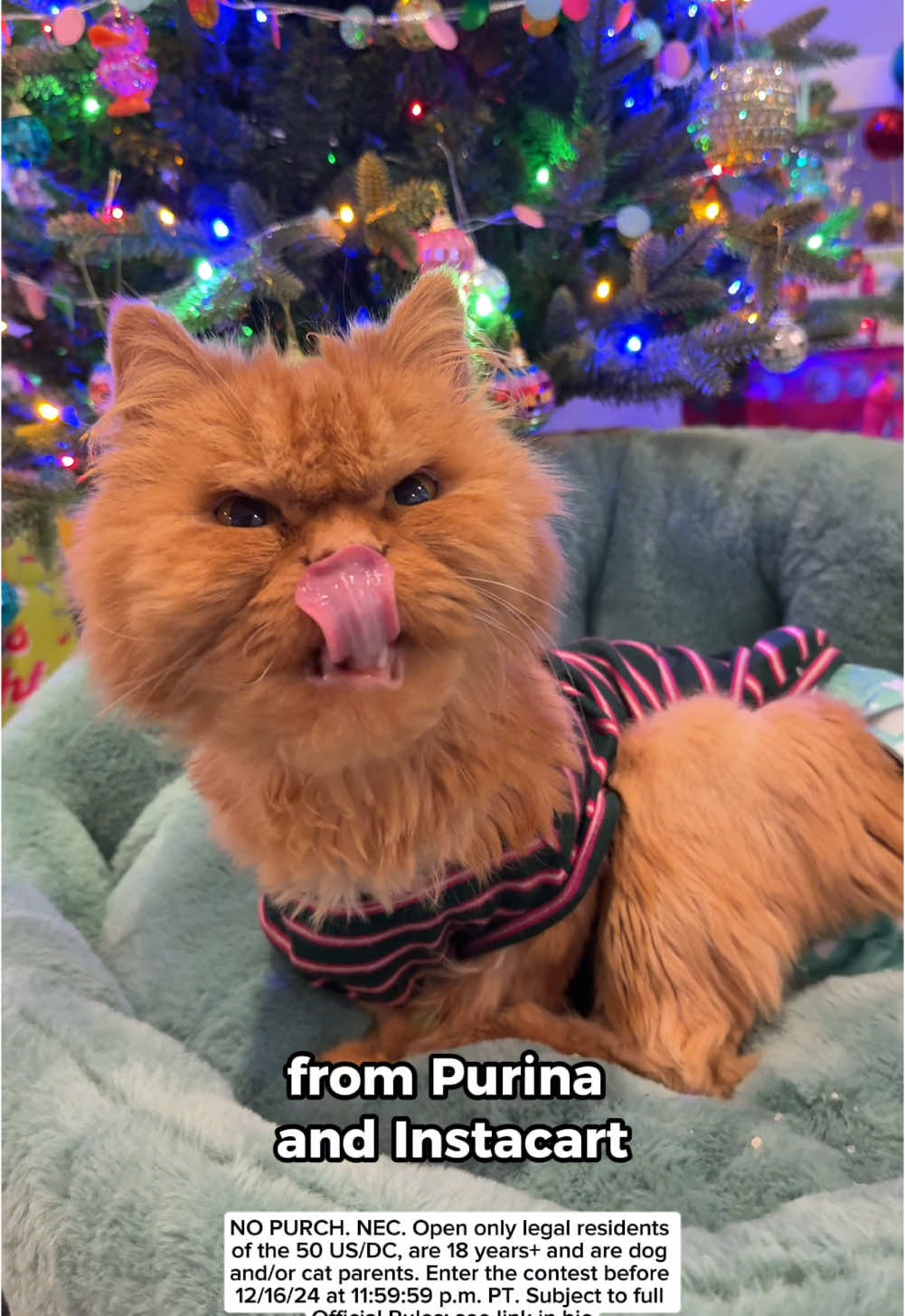 #ad The sweetest holiday moments with Cappy. The tree turned out purrfect.  Enter the Pawliday Contest for a chance to win up to $500 in prizes from Purina and Instacart. Submit a photo of your pet in the holiday spirit by December 16th. Click the link in my bio to learn more! #instacartpartner @Instacart  NO PURCH. NEC. Open only legal residents of the 50 US/DC, are 18 years+ and are dog and/or cat parents. Enter the contest before 12/16/24 at 11:59:59 p.m. PT. Subject to full Official Rules: see link in bio