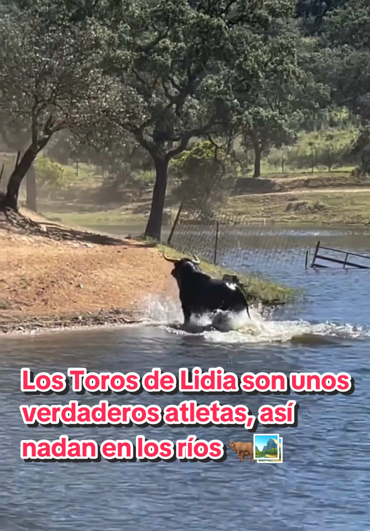 Los Toros de Lidia son unos verdaderos atletas, así nadan en los ríos que hay en algunas de sus dehesas 🐂😍 Es un verdadero espectáculo 🏞️ #ToroEcologia #Tauromaquia #CampoBravo #ToroDeLidia #ToroBravo #LaTauromaquiaComoEs 