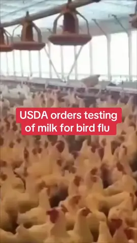BREAKING: The U.S. issued a federal order on Friday mandating that the national milk supply be tested for bird flu, Agriculture Secretary Tom Vilsack told Reuters, as authorities seek to grapple with rapid spread of the virus among dairy herds. Bird flu has infected more than 500 dairy herds in top milk state California, and more than 700 nationwide since March, according to the U.S. Department of Agriculture, raising concerns of the impact to farmers and the milk supply as well as the risk to human health from ongoing spread. #birdflu #milk 