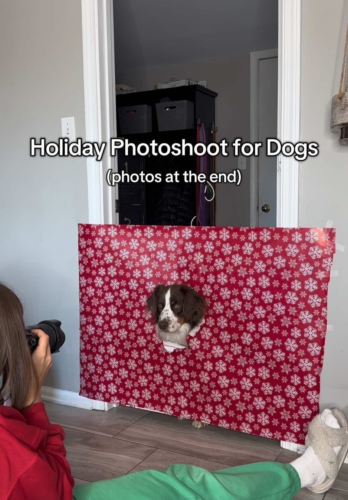 Holiday photoshoot inspiration for dogs!  @Mountain Marshall  #dogphotos #dogphotographer #australianshepherd #aussiesoftiktok #funnydogs #cutedogs #christmasphotoshoot #christmastiktok 