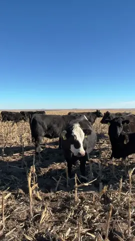 Just trying to spread the word  #fyp #viral_video #cattle #farmlife 