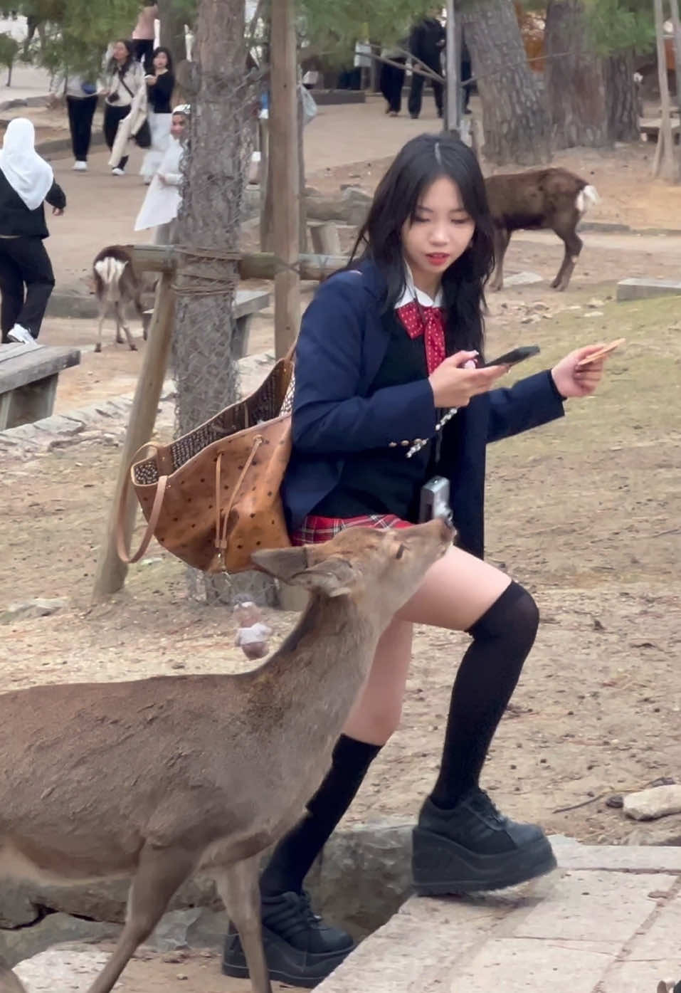 鹿が私を追いかけてきた#deerpark #japan #deer 