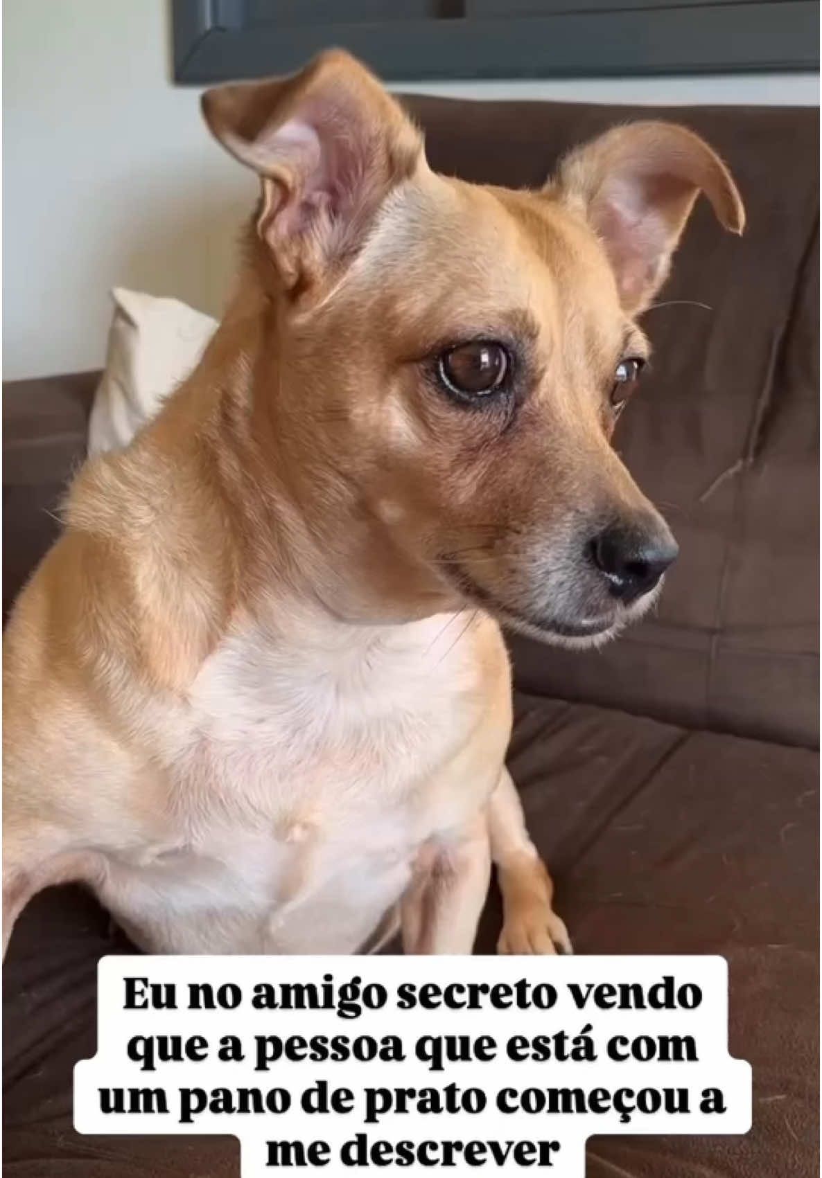 #meme #viral #reels #explore #cachorro