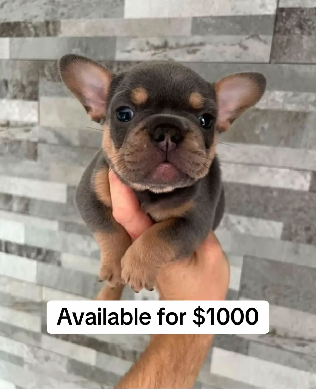 Message us for more details for our puppies. . . #frenchbulldog #frenchie 