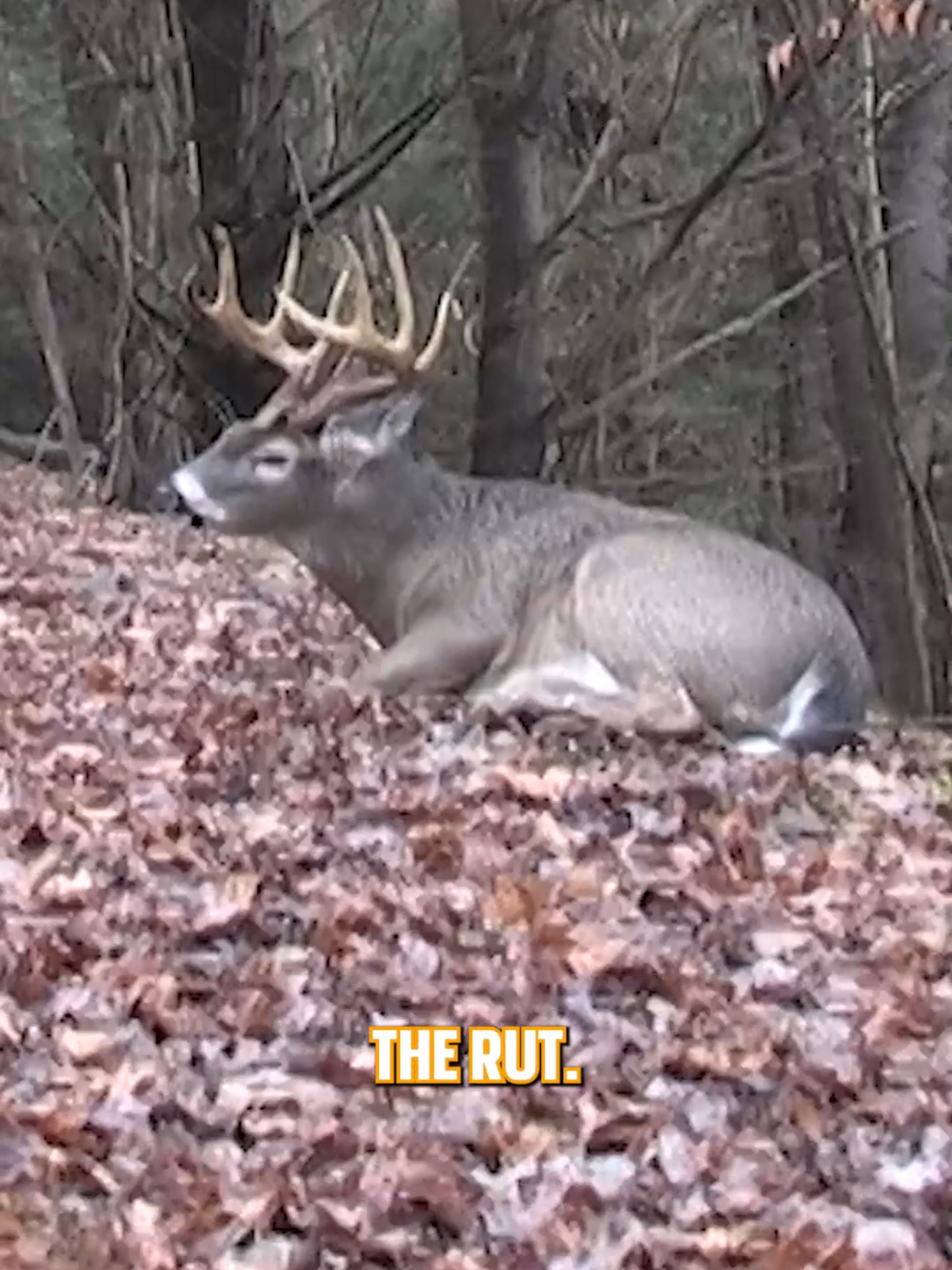 Does heat shut down the rut? #deer #deerhunting