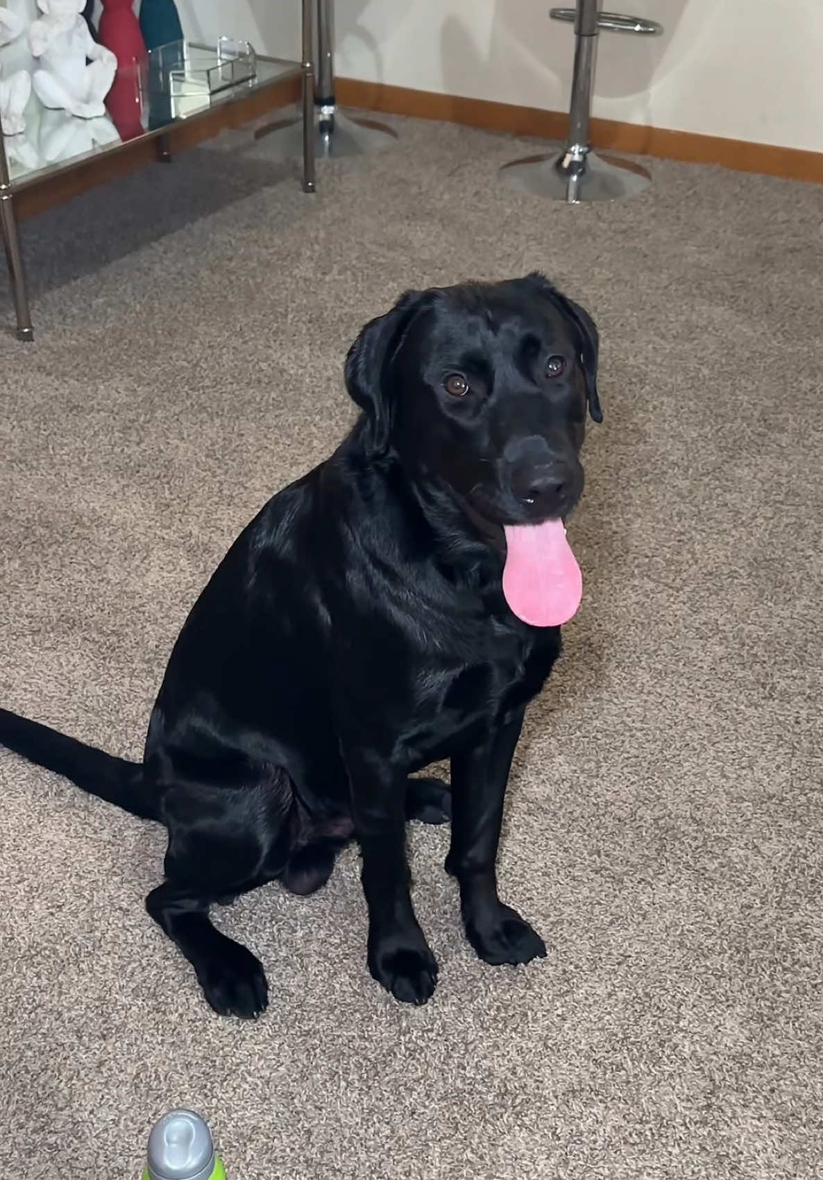 Bathing Onyx is a chore within itself 🙃 But he loves bath time #labradorretriever #dogsoftiktok #dogbathroutine #dogbath #blacklab #blacklabrador #bathtime 