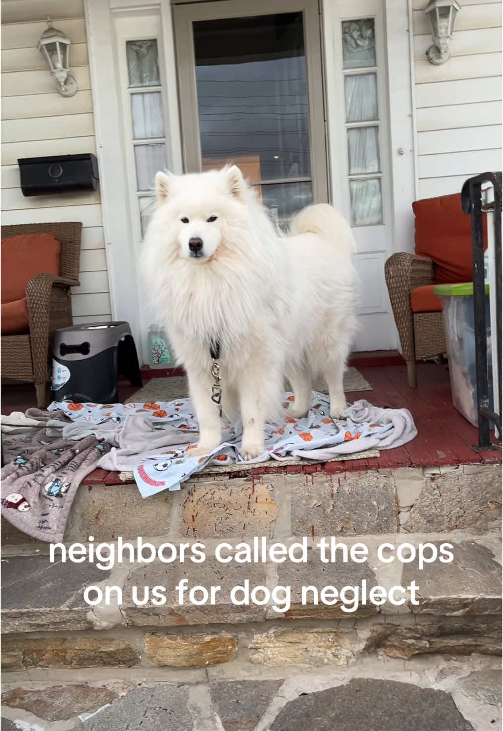 he likes to sit on the porch when its cold outside #fyp #samoyed #dog 