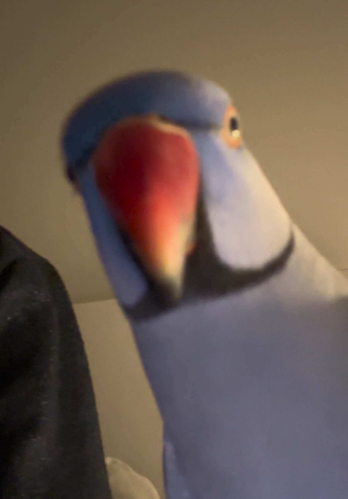 Just a checkin from Aster - You oky?  #onthisday #foryou🦜 #indianringneckparrot #birdlovers #parrottok #animaltherapy #ringneck #parrotoftiktok #CapCut #fypシ #birdienation🦜 #parrots 