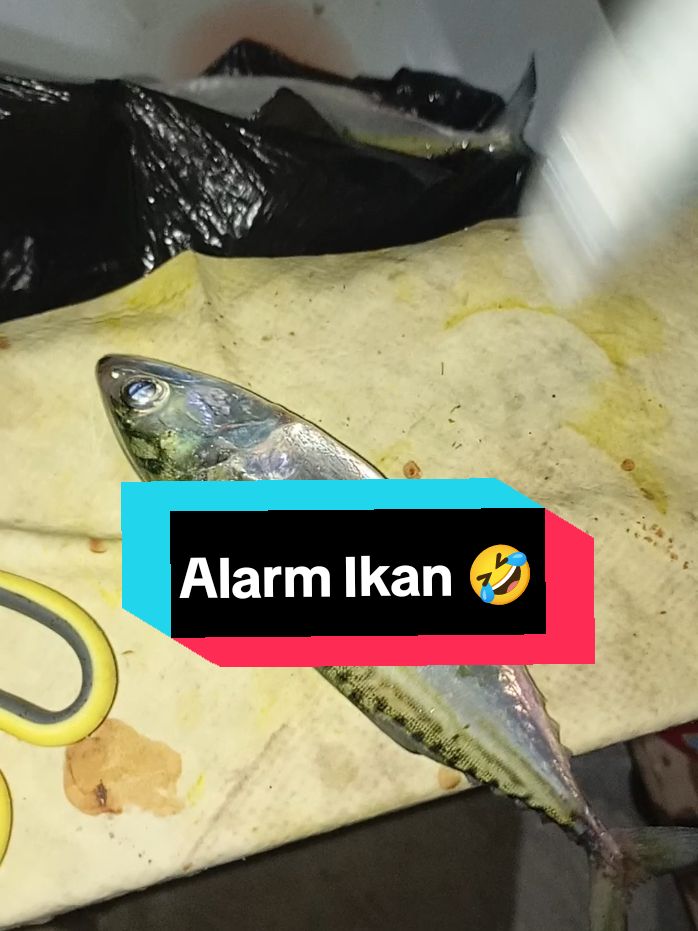 Bangun Pagi Kuterus Mandi ❌ Jangan Lupa  Memungut Ikan 🎤 ✅🤣 #tiktok #tiktokindonesia #kendaritiktok #foryoupage #4u #xyzbca #masukberanda #storyfishing #ultrlight #kendari #viralvideo @bang char fishing @andialdi450 @natalisaputri399 