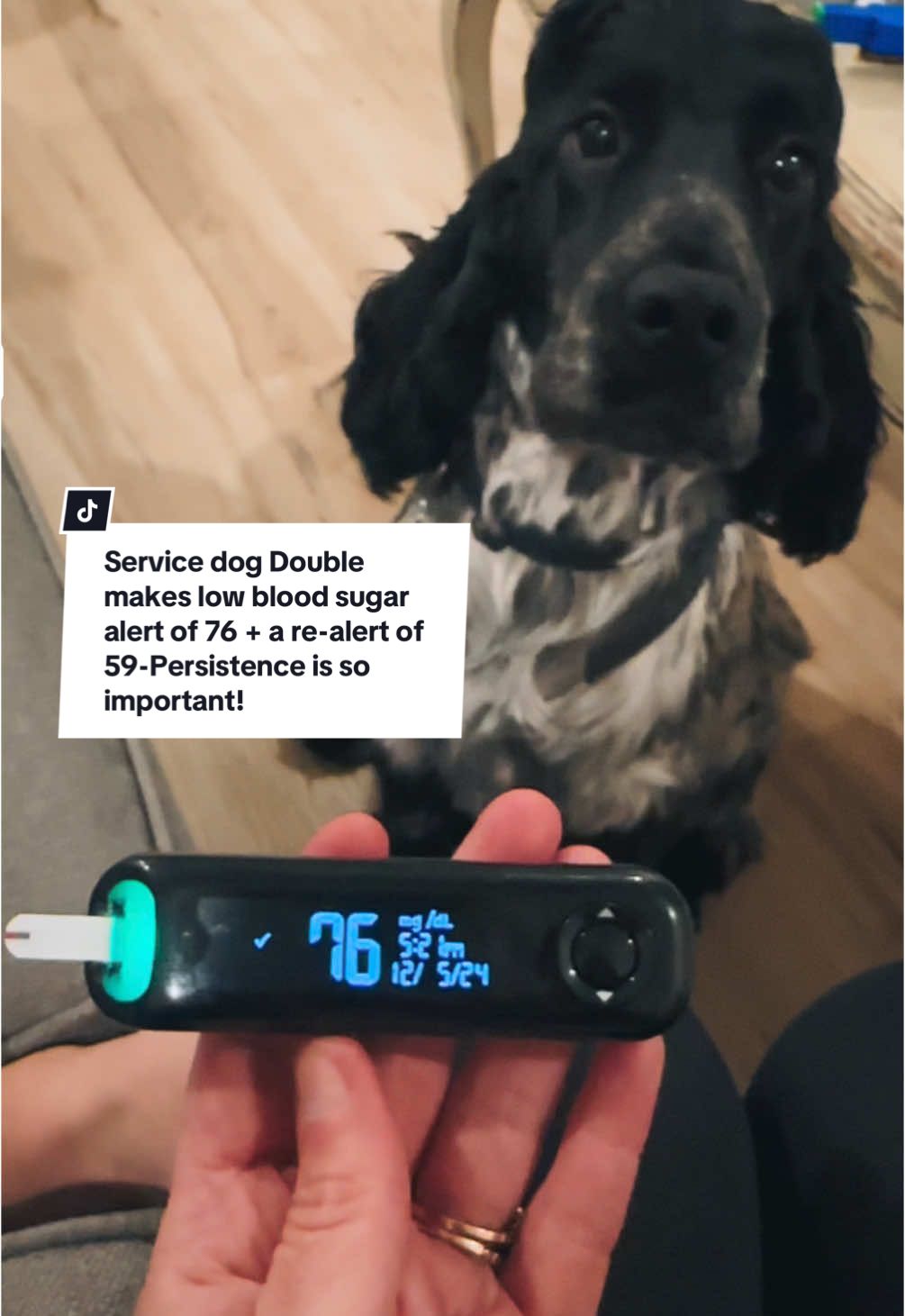 Blood sugar alerts from our service dog Double are so important and helpful, but there are no words to describe how important the re-alerts are when a problem didn’t resolve.  #servicedog #servicedogsoftiktok #medicalalertdog #diabeticalertdog #workingdog #servicedogteam #servicedoghandler #type1diabetes #typeonediabetes #t1dmom #t1dlookslikeme #medicalmom #medicalmama #medicaltiktok #autoimmunedisease #invisibleillness #diabetes #diabetesawareness #diabetic #bloodsugar #hypoglycemia #insulin #dog #dogsoftiktok #dogtok #cockerspaniel #cockerspanielsoftiktok #amazinganimals #fyp #aboyandhisdog #kidsoftiktok #dogsoftiktok 