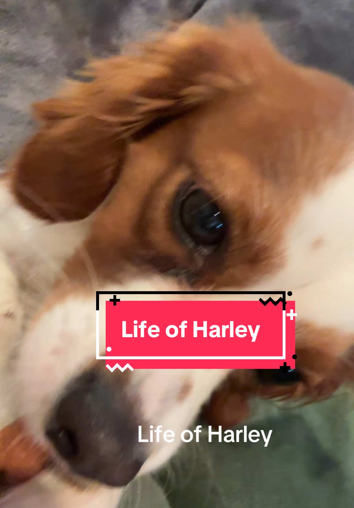 Life if Harley #rescuedog #cavalierkingcharles #beagle #spoileddog 