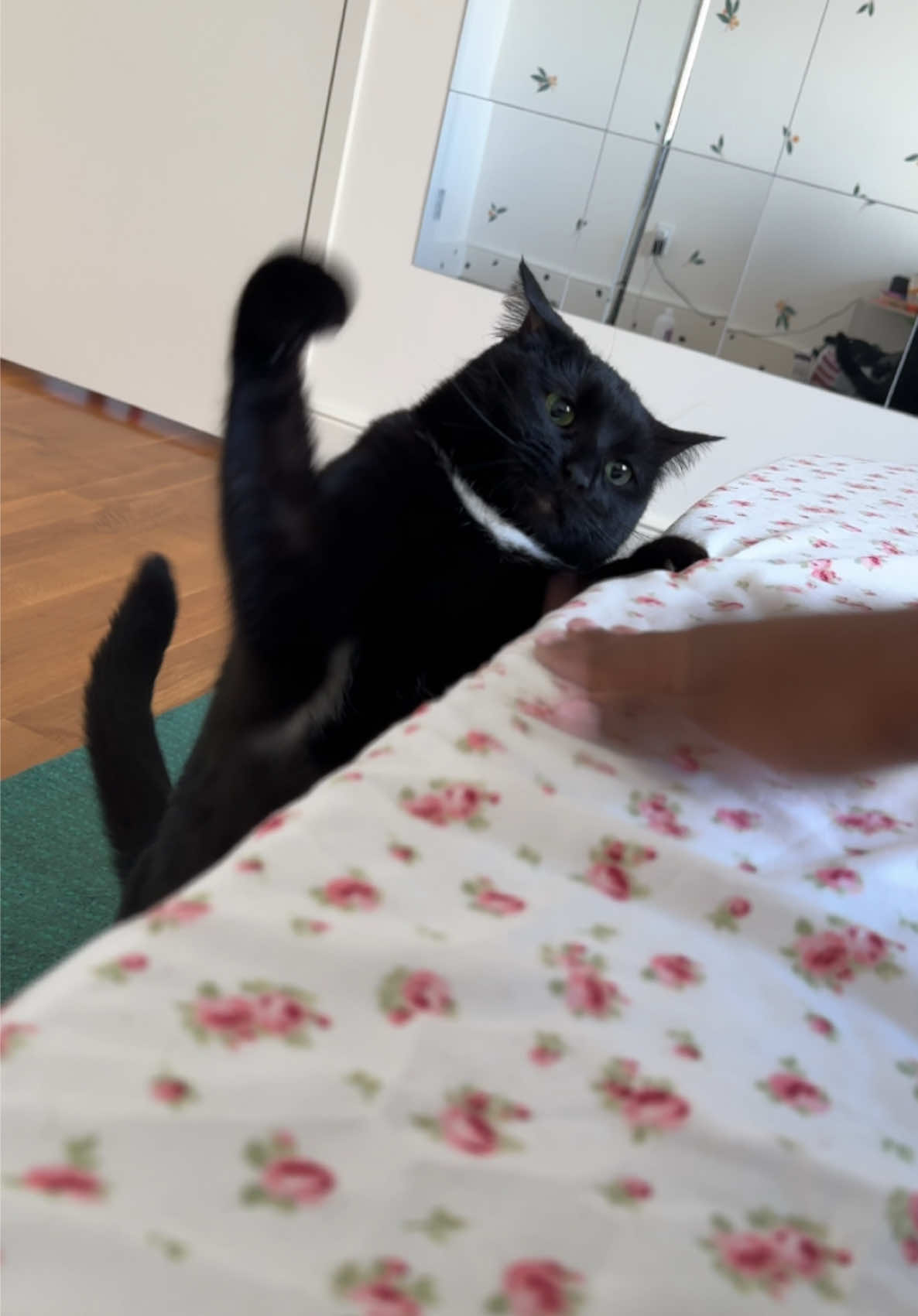 Cat fightttttttt #blackcat #cattok #catsoftiktok #catlover 