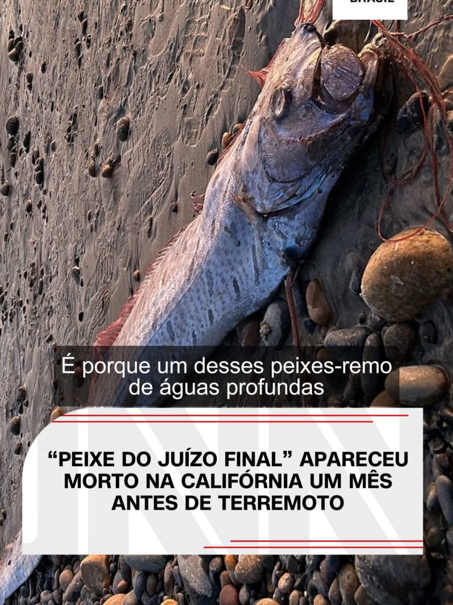 “Peixe do Juízo Final” foi visto na costa da Califórnia um mês antes de terremoto; entenda se há relação #CNNBrasil #PeixeDoJuizoFinal #Terremoto #Califórnia