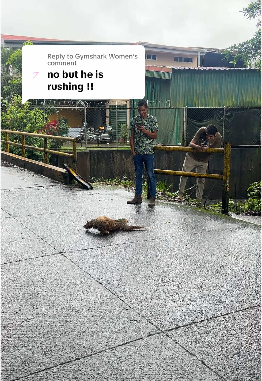 Replying to @Gymshark Women our guy out here really trying his best!! 🫡🦥💨      #lafortuna #sloth #slothcrossing #costarica #puravida #travel #backpacking