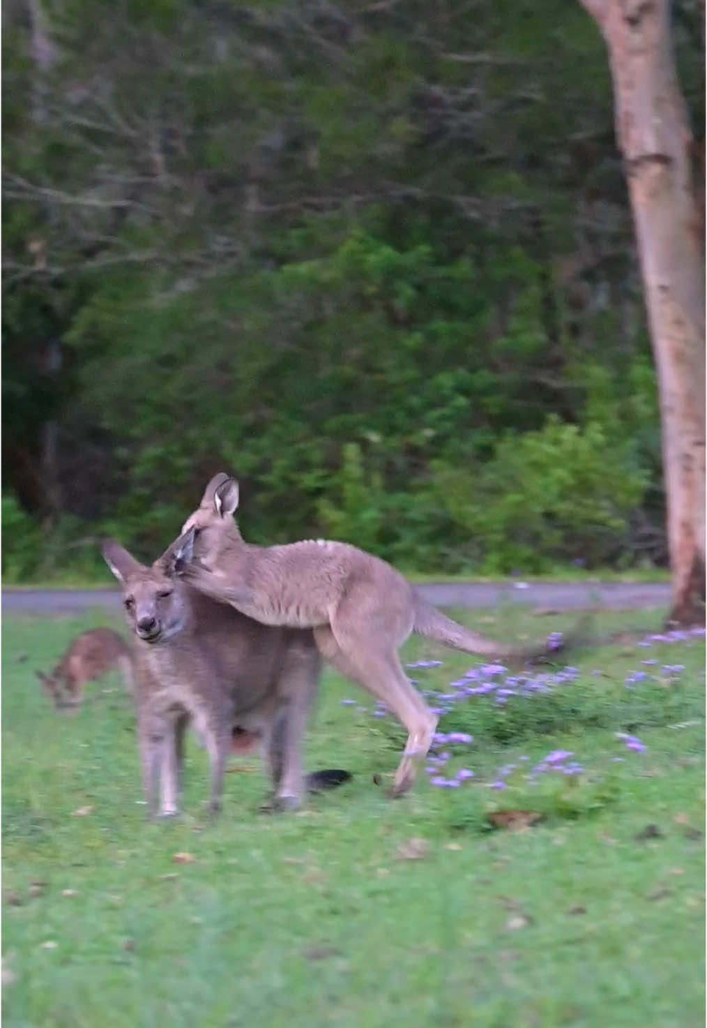 Mother and baby kangaroo #kangaroo #babykangaroo #joey #meanwhileinaustralia #cuteanimals #australia 