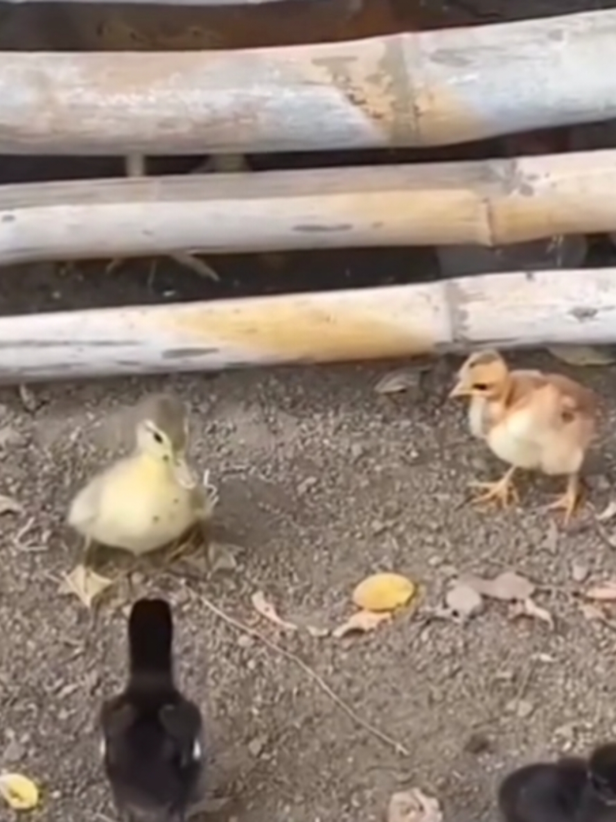 Una lucha épica!🤣😂 #pollito #luchalibre #gracioso #viralvideos #combat #pato #risas #humor #funny #animales #fyp #comedia #fipシ #granja #animalsoftiktok 