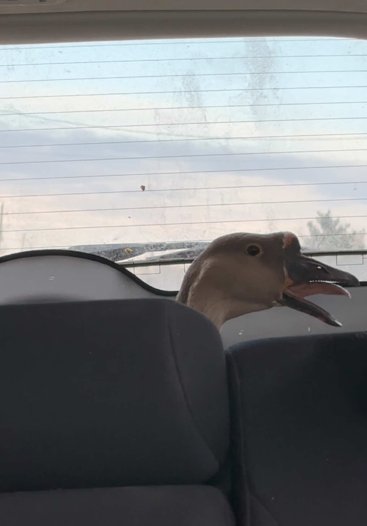 The Honk is coming from inside the HONK HONK HONK HONK HONK
