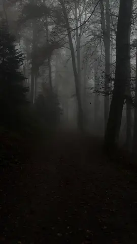 #forest#dark#scary#rain#peace#leaves#trees#sad 