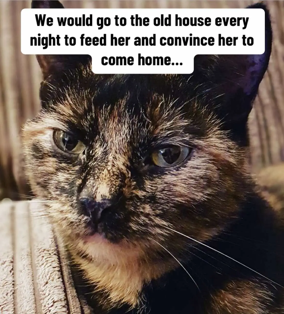 I lost my cat… scroll to the end 💔 #lostcat #devestated #cat