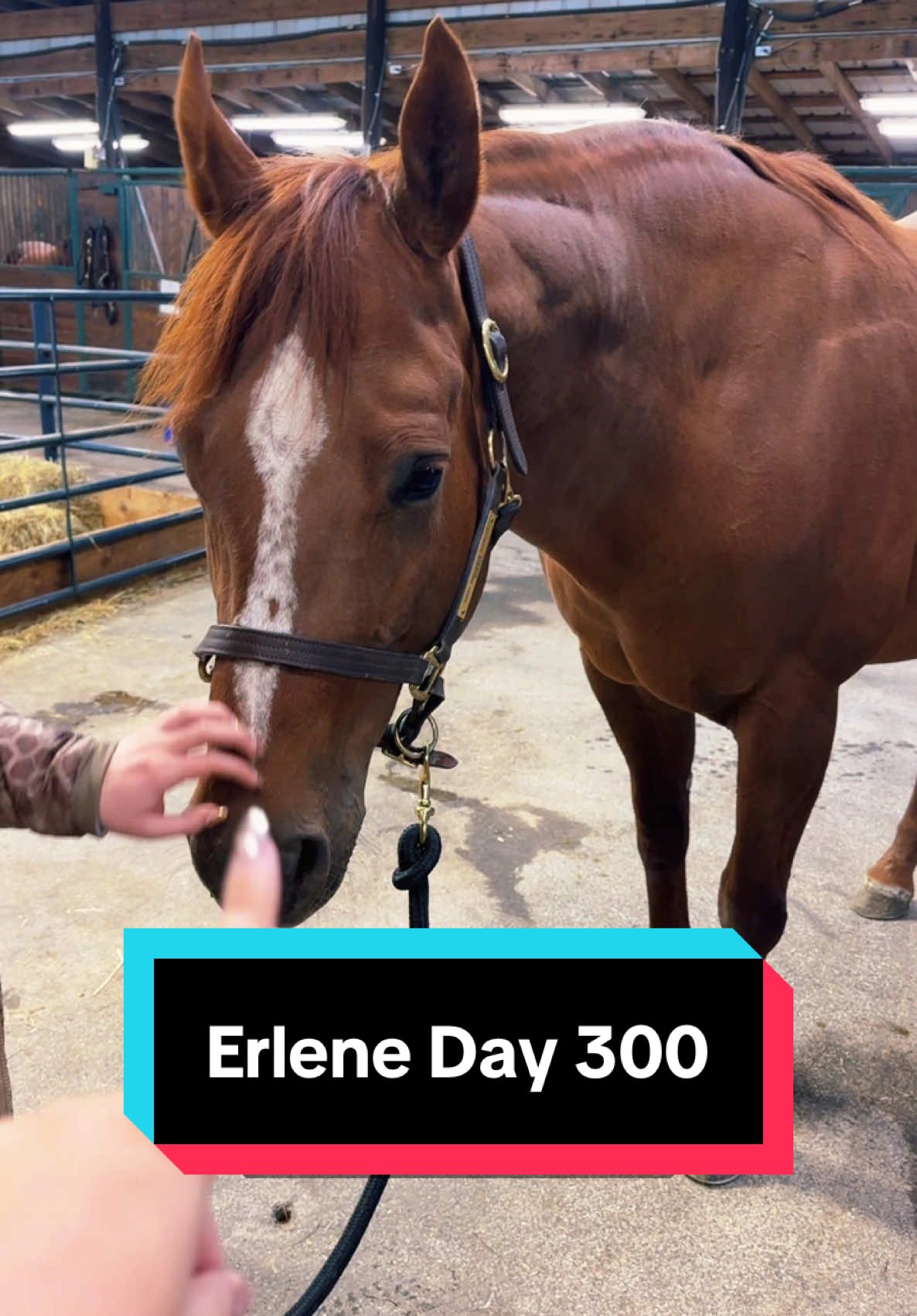 Erlene Day 300 Update!🐴 #pregnanthorse #foalingseason2025 #foaling #foalwatch #broodmare #maresoftiktok 