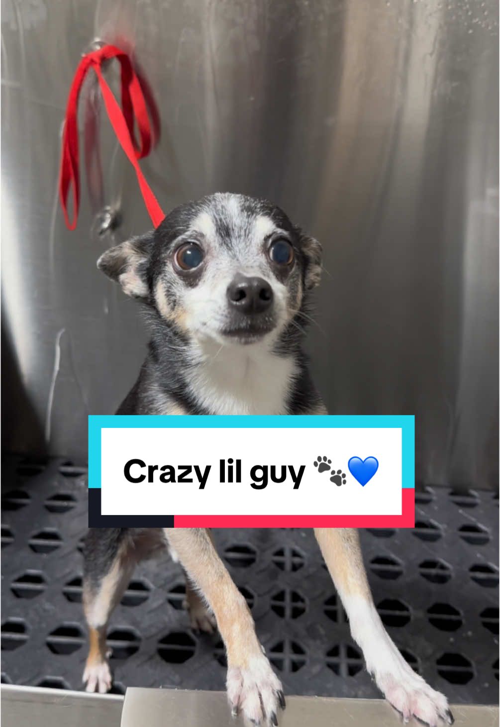 Brodie was a spunky and lovable lil guy 🐾💙 #ratterrier #chihuahua #chihuahuastiktok #dogbath #doggrooming #tutorial #ratterriersoftiktok #beagle 