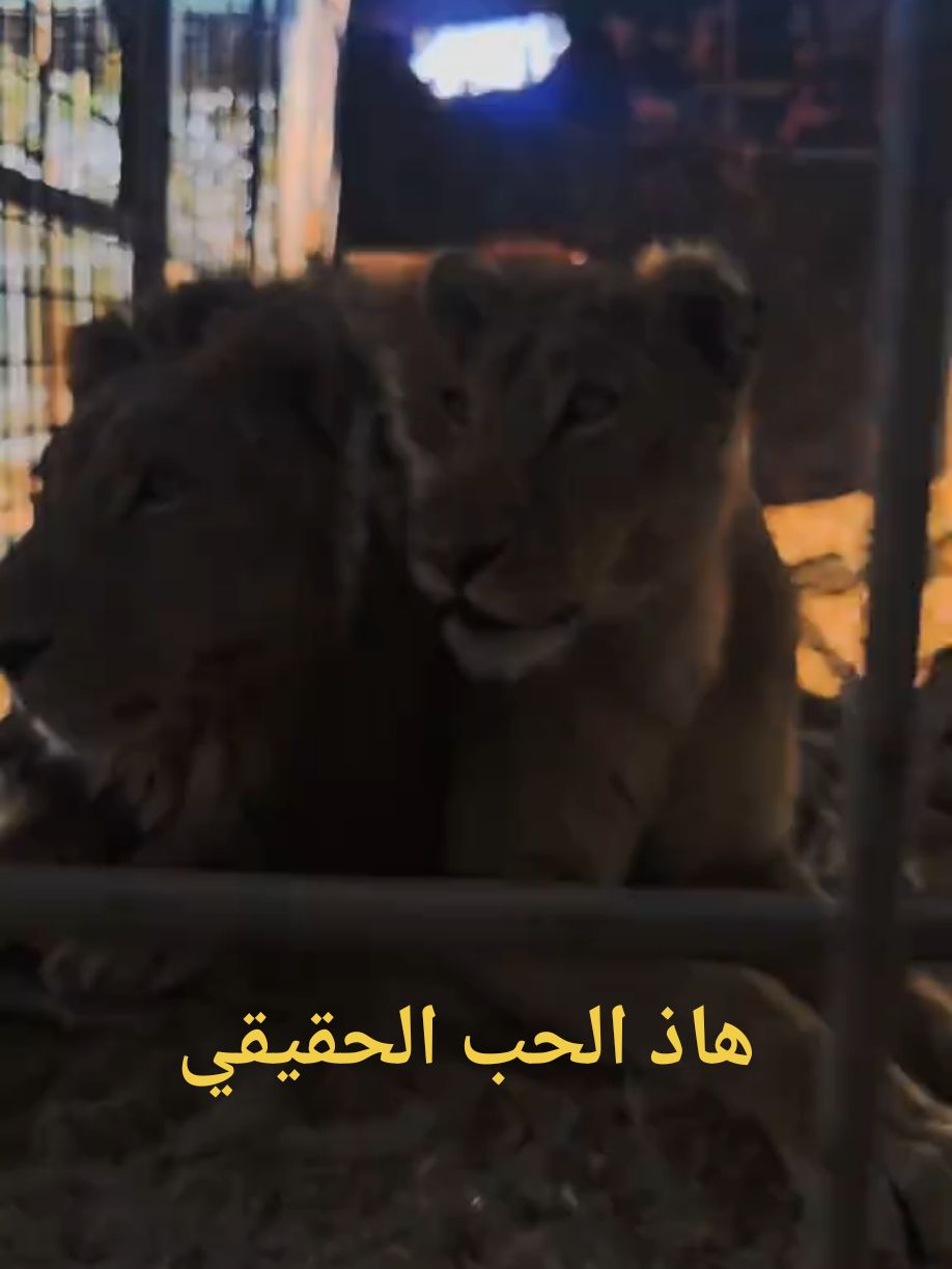 #الشعب_الصيني_ماله_حل😂😂 #حديقة حيوانات البصره#اسد #اسد_العراق 