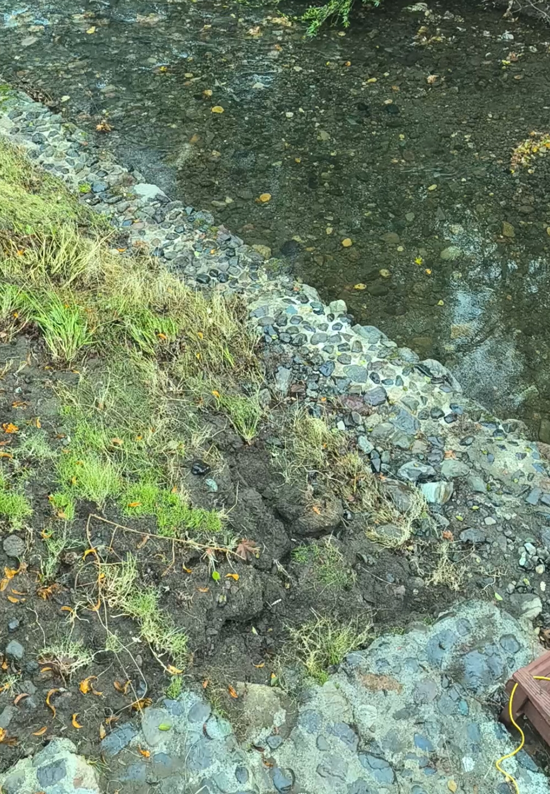 #chinook salmon Sonoma creek 2024