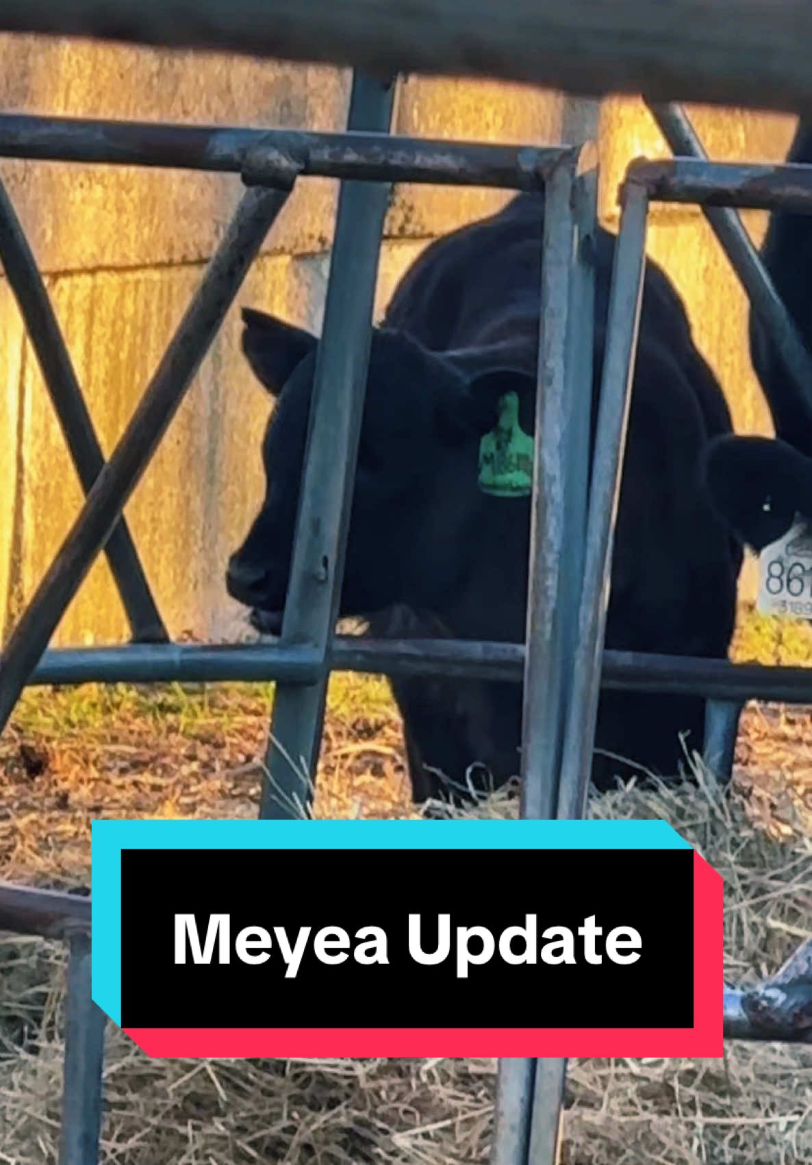 Meyea Update🐮❤️👁️ #oneeyed #babycow #calvingseason #simmentalcattle #simmental 