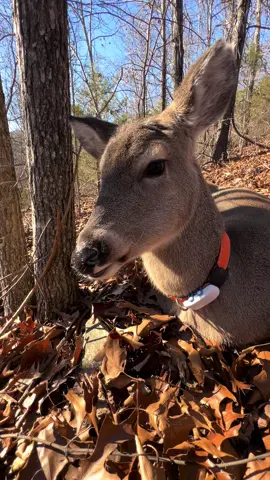 Biscuit chews cud just like a cow, swallows cud and regurgitates it back up💕  #trails #Hiking #Cats #Dogs #HikingWithCats #ASMR #Animals #GoldenRetriever #HikingWithDogs #deer #Nature #thedodo #funny #fyp #foryou #friends  #asmrsounds  #asmrfood #fye 