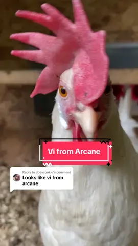 Replying to @dozycookie does she look like her? 🤗🏳️‍🌈 #vi #arcane #viarcane #leagueoflegends #arcaneleagueoflegends #chickens #animetiktok #pet #si_melly #lgbt #🏳️‍🌈 #viarcanechicken 