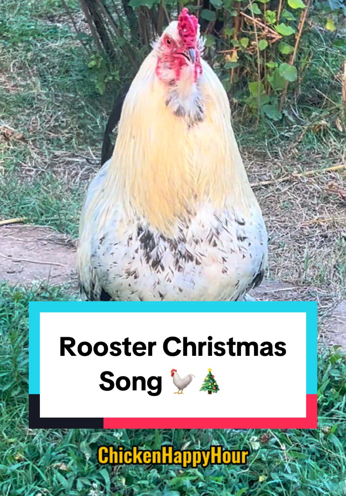 Frankie putting the X in #xmas 🐓🎄#rooster #chicken #christmas #funnyanimals #chickenhappyhour   