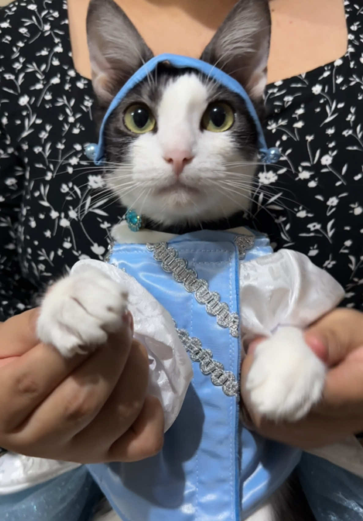 Comenta tu princesa favorita🐈‍⬛👑#catsoftiktok #gatosdetiktok #catdance 