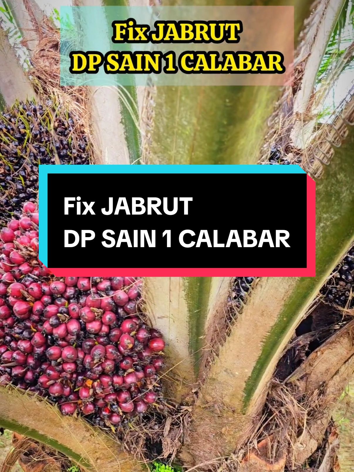 Fix JABRUT DP SAIN 1 CALABAR #palmoil #pemupukankelapasawit #kelapasawit #calabar #thebrondols 