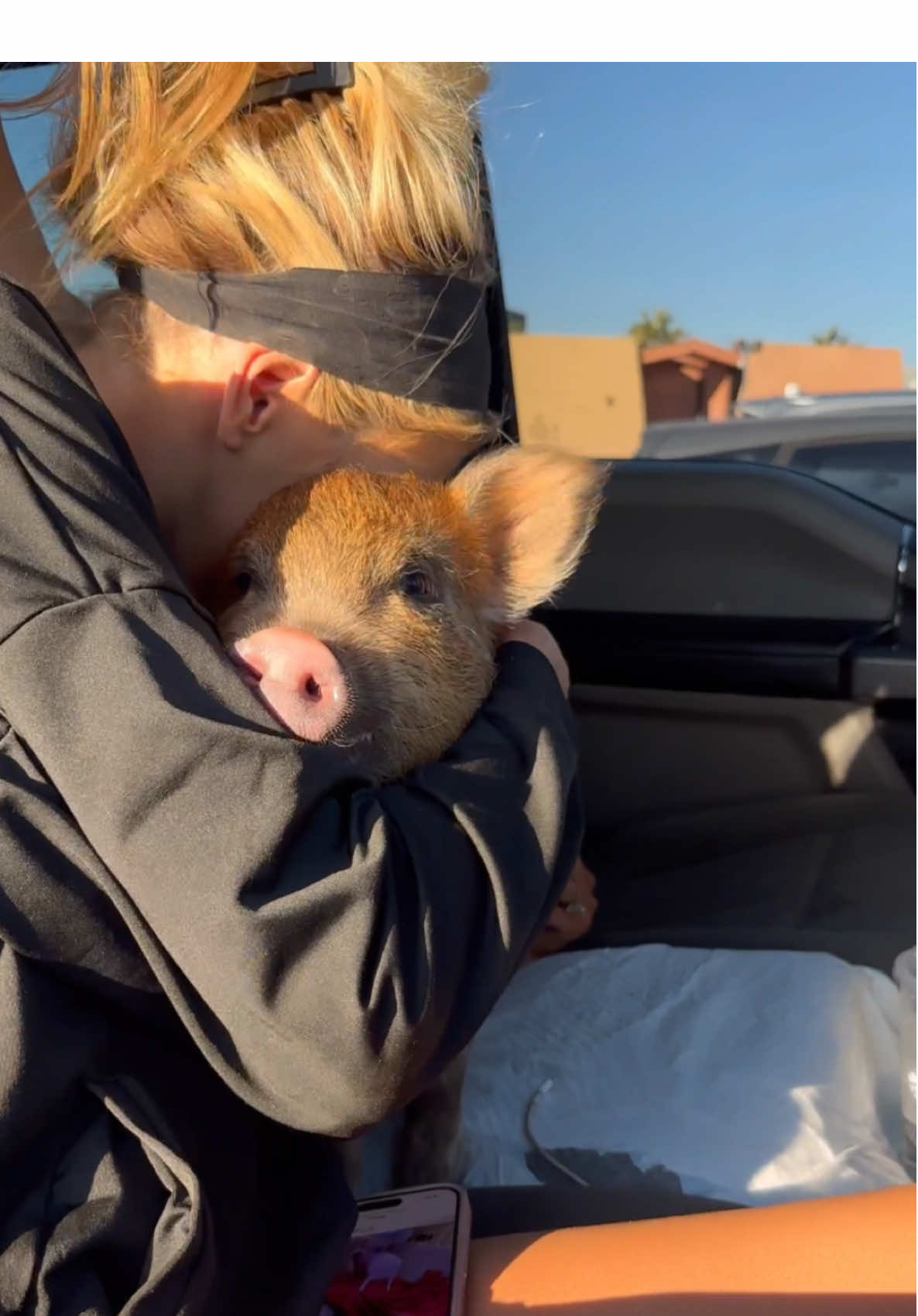 Our lil’ rescue pig-ster, Polly Pocket, haf a rough day- but handled it like a champ!❤️🐽 #spayed  @Marcus Tinsley @jaceytinsley  #rescueanimals #pigs #foru #babyanimals #storytime #surgeryrecovery #vegan 