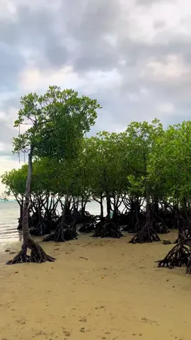 Home.... to the place where I belong... #mangroveforest #mangroves #fyp #fypage 