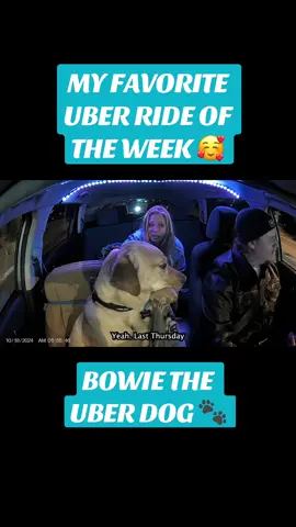 What an awesone interaction 🥹 #uberdog #theuberdog #dogsoftiktok #explore #foryou #foryoupage #trending #fyp #cuteanimals #viral #dogs #cuboulder #colorado #uber 