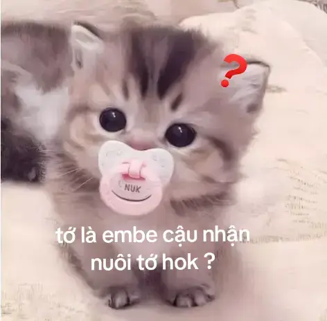 nhận nuôi tớ hok đồ đáng ghét kiaaa !? 