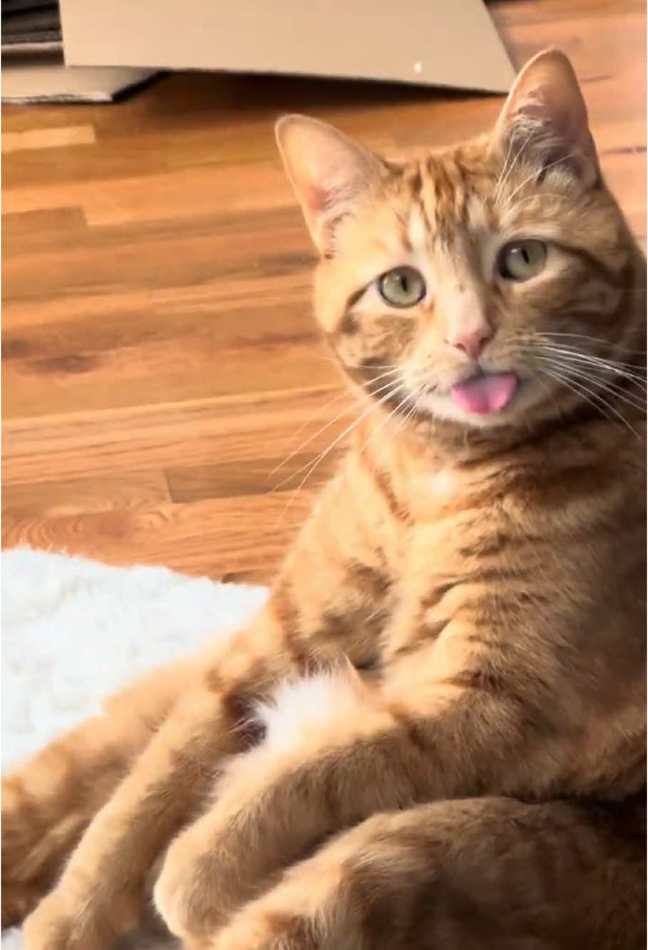 Orange cat behavior🍊🤣🤣#cat #cats #cutecat #catlover #catsoftiktok #fyp #fypシ #funnycat #funnyy #funnyvideos #foryou #foryoupage #funnytiktok #funnyanimals #kitty 