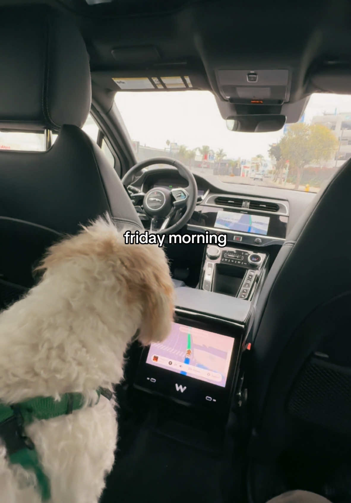 Friday morning moves: dog grooming, breakfast burritos, elite flat white ☕️ and my first ride in a Waymo—lowkey obsessed  #coffeetok #fridayvibes #fyp #dayinthelife #waymo #selfdrivingcar 