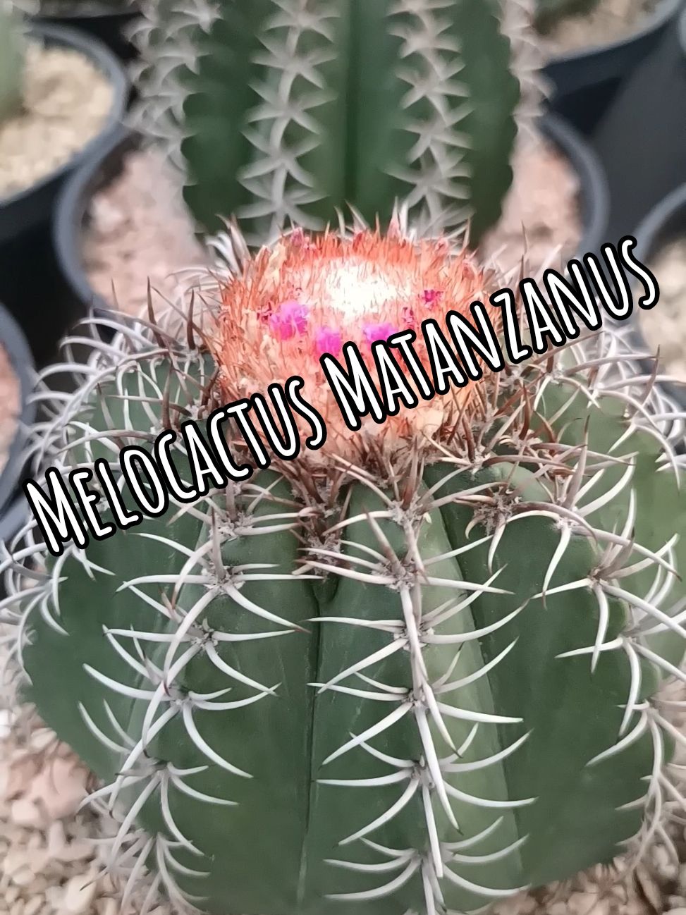 Melocactus Matanzanus เมโลแคระ🌵#cactus #cacti #แคคตัส #กระบองเพชร #บ้านนี้มีแคคตัส🌵💗 #เมโลแคระ 