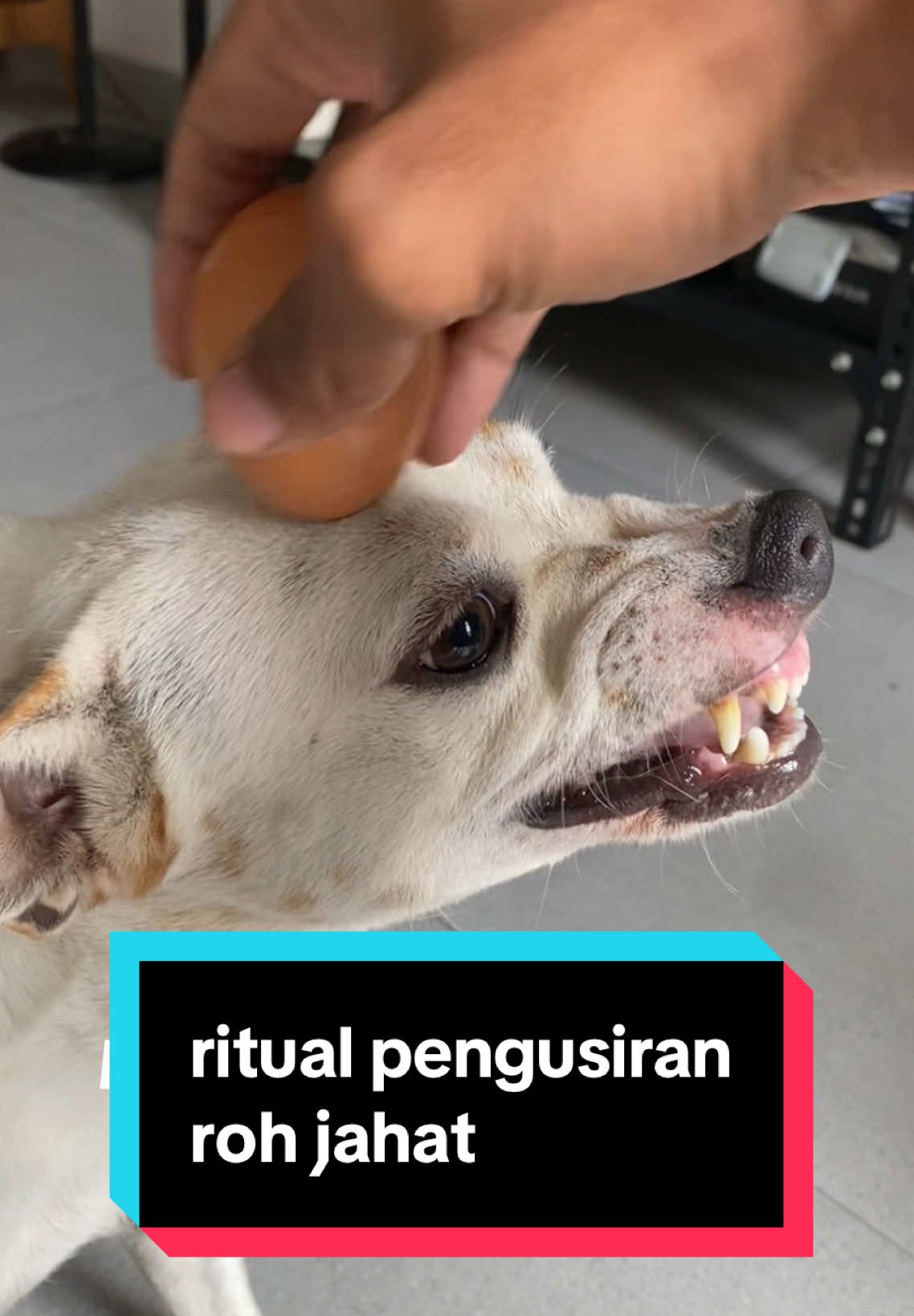 ritual pengusiran roh jahat 👹#chihuahua #funnydog #funnychihuahua 