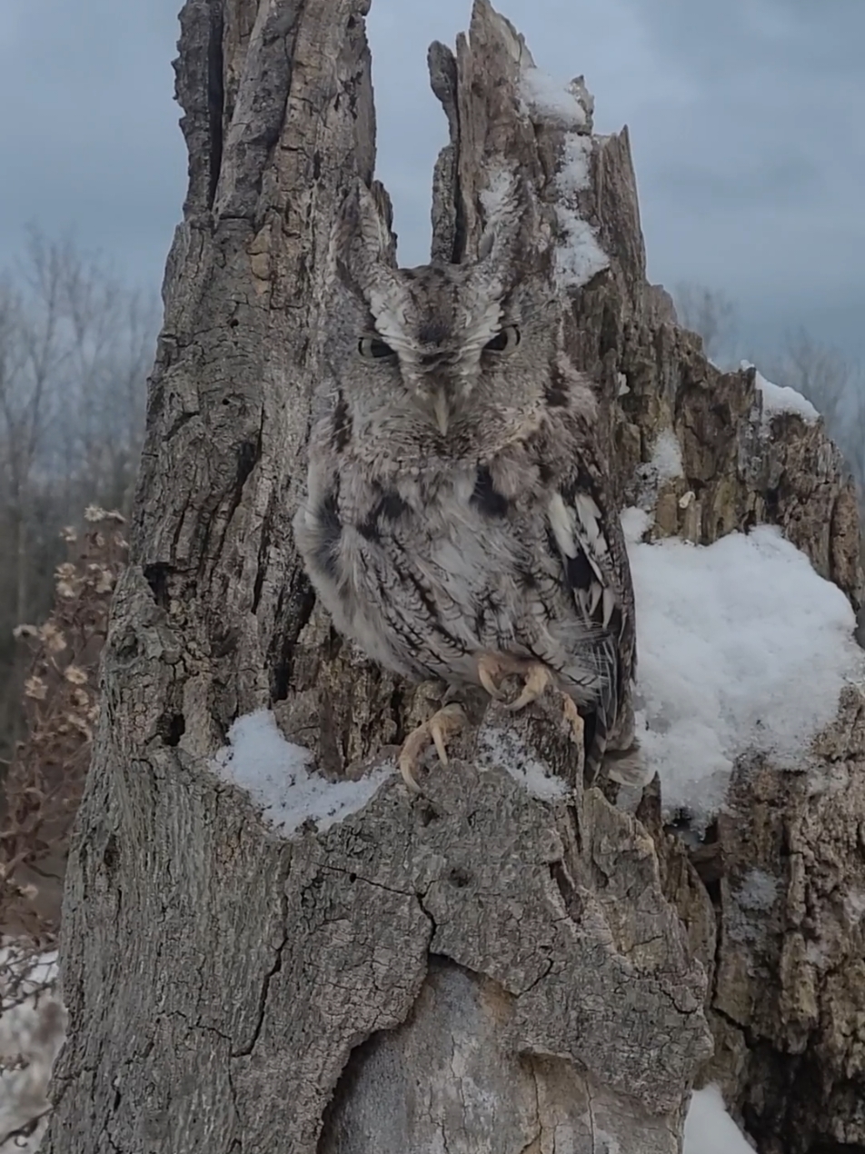 My absolute favourite today at #canadianraptorconservancy #fyp #owls #ontario #canada🇨🇦  #wildlifephotography #birding #owlsoftiktok 