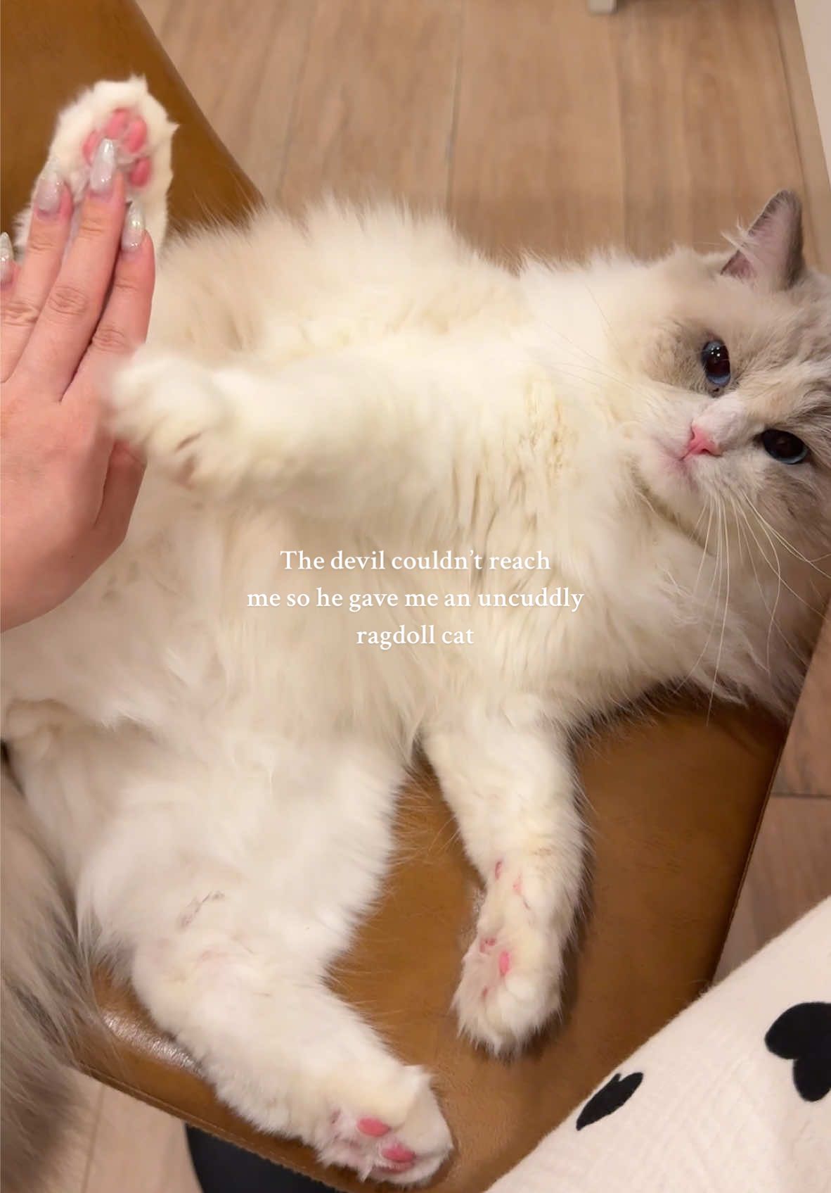 still love him to bits though 🥲  #ragdoll #ragdollcat #ragdollcats #spoiledcat #cat #cats #catscatscats #CatContentCreator #Fyp#Explore #ForYouPage #CatFyp #spoiledcat #spoiledcats  #catmomlife #CatsofTiktok #CatLovers #CuteCats