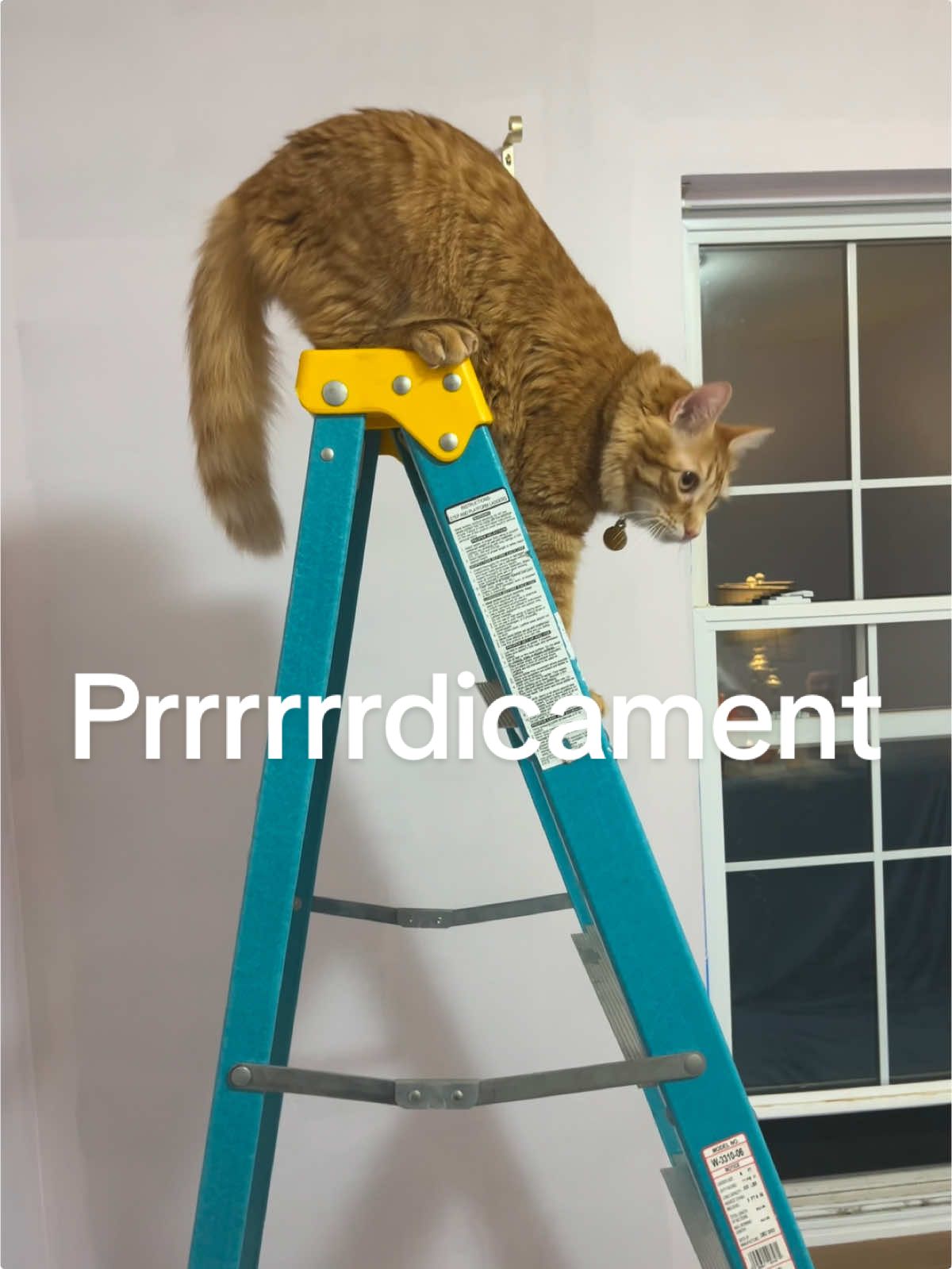 We’ve gotten ourself into a prrrrrdicament….  #orangecat #catsoftiktok #orangecatbehavior #fdp #pickles #kccat #meow #kansascitycat #