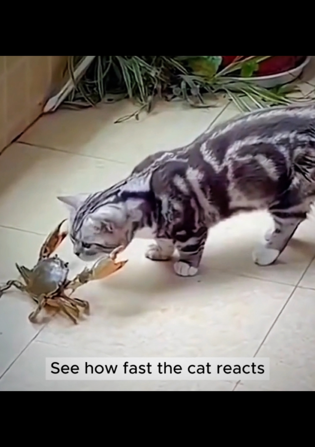 See how can fast cat reaction ☠️💯 #cat #fyp #viral #fyppppppppppppppppppppppp #viral_video #unfreez #growaccount 