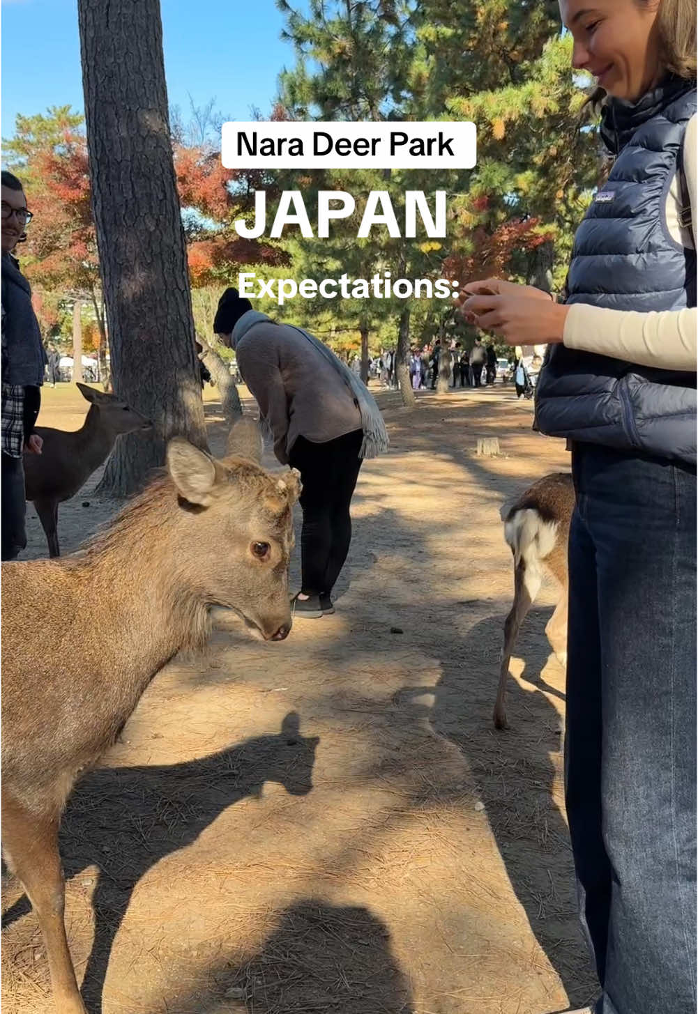 Watch until the end 😂💀 The deer here were actually low key aggresive and we saw multiple children get charged by the deer too 😳 So just be warned before you head here to watch your back!! 😅 #narajapan #naradeerpark #japantravel #japantrip 