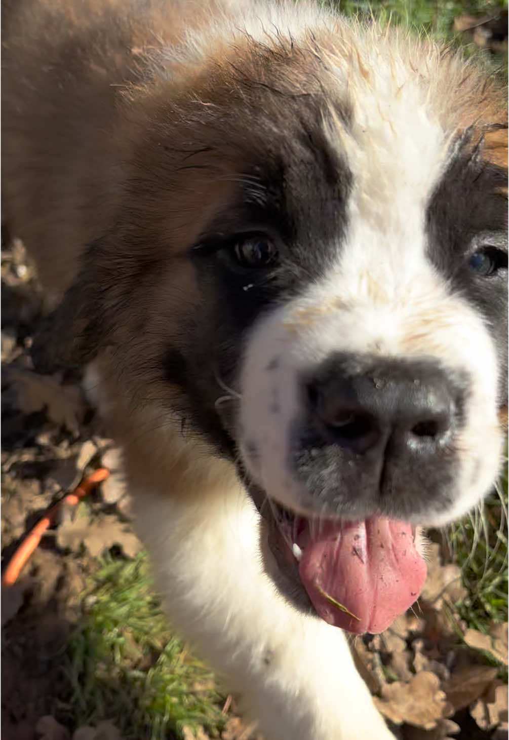 Oh Teddy Bear, how we love you.  #puppiesoftiktok #firstlitter #4left #littleman #saintbernard #dogsoftiktok #puppy #muddy 