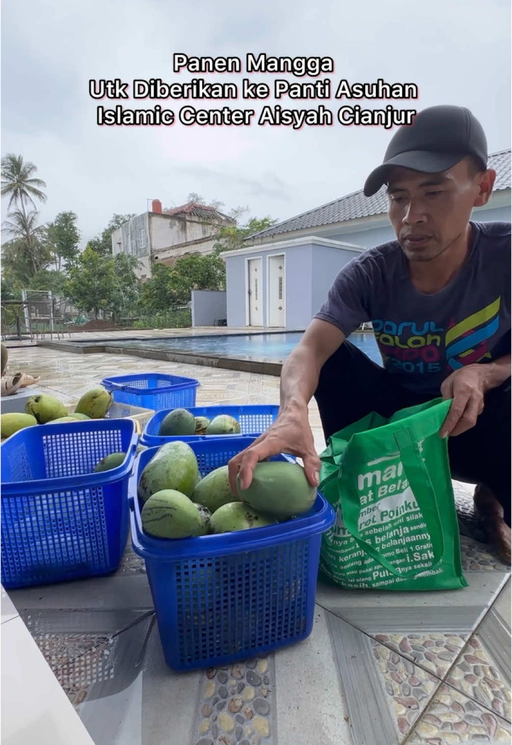 Panen Mangga Matang di Pohon untuk Diberikan ke Panti Asuhan Islamic Center Aisyiah Cianjur #mangga #mango #frut #panen #harvest #anak #anakyatim #fyp #fypシ゚ #fypage #viral #viraltiktok #foryoupage #tranding #tiktokviral #petanimuda #petaniindonesia🇮🇩🇮🇩🇮🇩🌿🌿 #berkebun #berkebundirumahaja #village #villagelife #hobby #fruits #cianjur #salimdaily #islamic #islamiccenter 