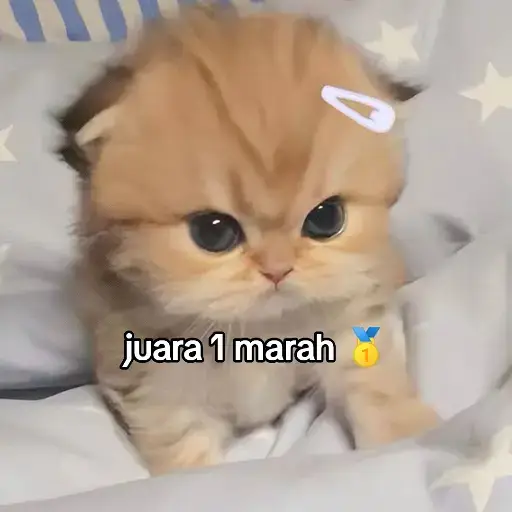 #cat #catsoftiktok #kucingtiktok #foryou #foryoupage #fypシ゚ #fyp #fypage #cats #kucing #masukberanda #beranda #fyppppppppppppppppppppppp 