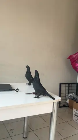#kısaslıaraplar #öz #kurtuluşturgut #samsun #altınkanatlar #pigeon #güvercin Bir çift endip damar Kısaslı araplar Samsundan Kurtuluş Abimden bize geçmiştir kendisine çok teşekkür ediyorum gerçek kısaslı Araplar işte bunlardır Maşşallah diyenede Nasip olsun İnşaAllah #kesfet #öneçıkarr 
